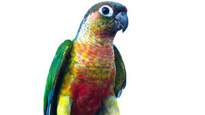 Green Cheeked Conure - Parrot Profile By Parrot Essentials