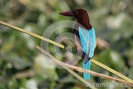 Bird With Red Neck And Head Kingfisher Sitting On Bamboo Sprig Bird Colour Are So Beautiful Beak Are Red Head To Neck Colour Are Dark Brown The Tail A Kingfisher Bird Birds Kingfisher