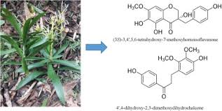 Image result for Ptycholobium contortum