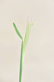 Image result for Chloris roxburghiana