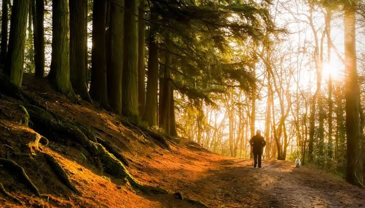 The mental health benefits of nature: Spending time outdoors to refresh  your mind - Mayo Clinic Press