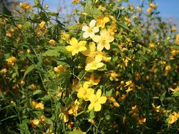 Hardy in usda plant hardiness zones 4b to 9b, kerria tolerates winter temperatures to minus 25. Kerria Kerria Infos Pflanzen Dieser Gattung