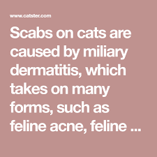 The overall treatment that you choose will depend on the cause of the allergic reaction. Scabs On Cats Are Caused By Miliary Dermatitis Which Takes On Many Forms Such As Feline Acne Feline Eczema And Flea Allergy Dermatitis Feline Acne Cats Acne