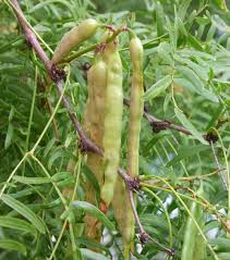 Image result for Prosopis glandulosa