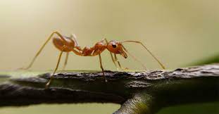 Clegg's ant pest control services are thorough, effective and environmentally safe. How Much Does It Cost To Get Rid Of Ants New Leaf Pest Control
