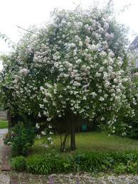 Paul S Himalayan Musk Rambler Rose Rose English Roses Garden