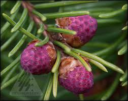 Plus complete sources for all public vital records. Norway Spruce The Amazing World Of Conifers