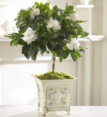 Gardenia Topiary Distinctive Designs With Marlo Gardenia Plant Potted Trees Flower Pots