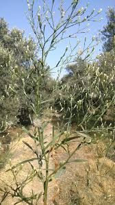 How the flowers appear on the plant is another valuable clue. Can Anyone Help Me Find The Scientific Name Of This Plant