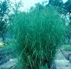 Image result for Chrysopogon