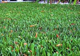 Maybe you would like to learn more about one of these? Palmetto St Augustine Lawn Plugs Hancockseed Com