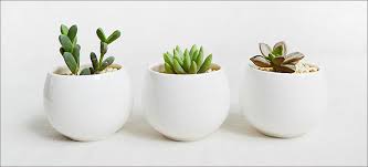 Succulents, white iridescent vase with wooden flowers, eco, sola, wood flower centerpiece, dining table arrangement, wedding, mother's day. 11 Of The Best Plants To Have On Your Coffee Table