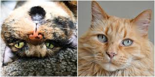 Why Do Some Cats Have Freckles On Them Cattitude Daily