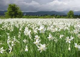 Dolina Narcisov Oz Biosfera Daffodils Places To Visit Narcissus