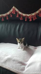 Pin By Ozge Saka On Mulder S Diary Animals Cute Cats