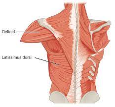 Each pelvic bone has a strong structure for the leg bone to fit into, so that a person can stand, walk, run and jump. Latissimus Dorsi Muscle Wikipedia