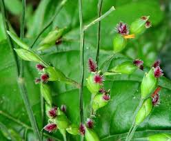 Image result for Acroceras zizanioides