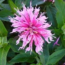 Image result for Monarda didyma