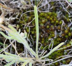 Image result for Eriosema pumilum