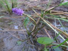 Image result for Senecio aetfatensis