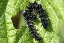 Very hungry caterpillar activities with free printables Caterpillar Identification Guide Find Your Caterpillar With Photos And Descriptions Owlcation