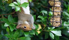 I must garden rtu spray squirrel repellent was developed to repel squirrels from destructively chewing on flowers, buds and plants. How To Get Rid Of Squirrels Natural And Effective Options Insteading