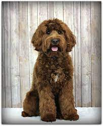 Red Australian Labradoodle Labradoodle Labradoodle Breeders Labradoodle Puppies For Sale