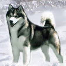 They are highly intelligent and loyal. Buying A Quality Alaskan Malamute Puppy From Experienced Breeders Snowlion Alaskan Malamute Puppies Akc Champions Working Sled Dogs