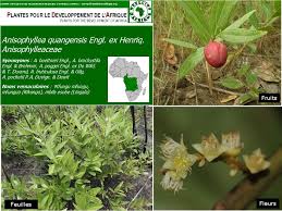 Image result for Anisophyllea quangensis