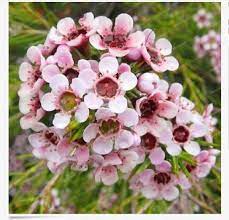Geraldton Wax Flower Seeds Rare Bonsai Plants Home Garden 50seedsfree Ship 4 8 Weeks Wax Flowers Flower Seeds Australian Flowers