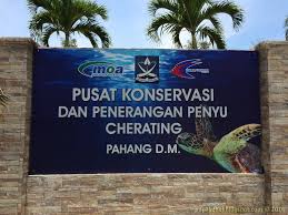 Pusat pengurusan penyu ni terletak kat padang kemunting, masjid tanah melaka dekat dengan pengkalan balak. Once Blogger Is Always Blogger Pusat Konservasi Dan Penerangan Penyu Cherating