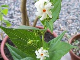 Parijat Tree At Ayodhya Ram Mandir Bhoomi Pujan What Is The Significance Of The Tree