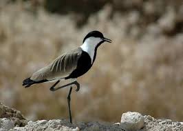 Fotograf Elif Oz Mahmuzlu Kiz Kusu Wild Birds Beautiful Birds Image