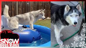 If you love huskies, or have this dogs, i recomend you to follow them, they're amazing. Well We Tried Youtube