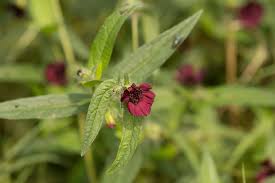 Image result for Aspilia kotschyi