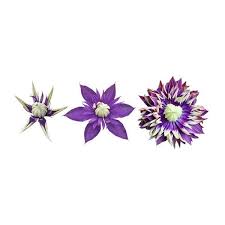Maybe you would like to learn more about one of these? Buy Clematis Group 3 Clematis Taiga Pbr 27 99 Delivery By Crocus