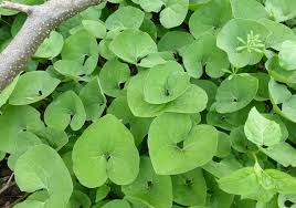 Check spelling or type a new query. Asarum Canadense Cure Nursery