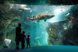 Situé près de la loire, il est le plus grand aquarium d'eau douce en europe (5 000 m2). Le Plus Grand D Europe Avis De Voyageurs Sur Aquarium La Rochelle La Rochelle Tripadvisor