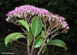 Image result for Syzygium niassense