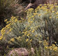 Image result for Helichrysum harveyanum