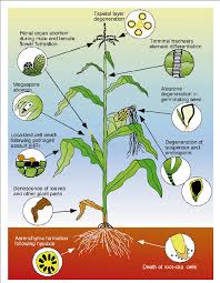 Cells plant cell diagram the plant cell is rectangular and comparatively larger than the animal cell. Locations Of Cell Death Events In Maize Cells Tissues Or Organs That Download Scientific Diagram