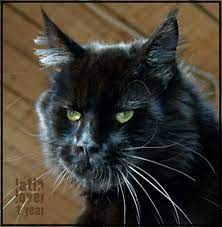 newanhof maine coons mainecoon katzen hobby zucht oberosterreich 4501 neuhofen mainecoon austria felinos pinterest maine coon cats maine coon e cats