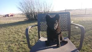 Main house at twisted acres ranch. Mudi Breeder Canada Mudi Puppies Mudi Association Of Canada