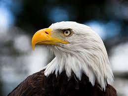 Shop online with american eagle kuwait. American Eagle Day 20th June Days Of The Year