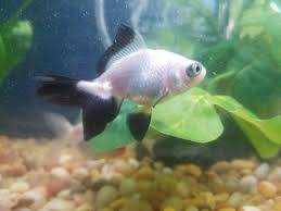 They can even lose their panda coloration with age. Meet Freddy My New Panda Telescope Goldfish