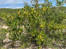 Image result for Jatropha campestris