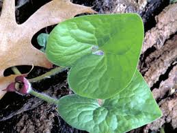 Some research showed that limonene present in wild ginger can reduce the pain in the muscles and bones. Asarum Canadense Canadian Wild Ginger Native Plants Of North America