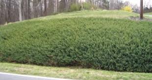 Check spelling or type a new query. Greensboro Plants For Erosion Control On Slopes Sloped Garden Ground Cover Plants Sloped Landscaping