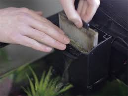 Well water, springwater or filtered water is useable for your fish tank. How To Solve Green Water In An Aquarium Pond Aquarium Problem Solver