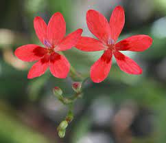 Freesia Laxa Bulbous Plants Flowers Freesia